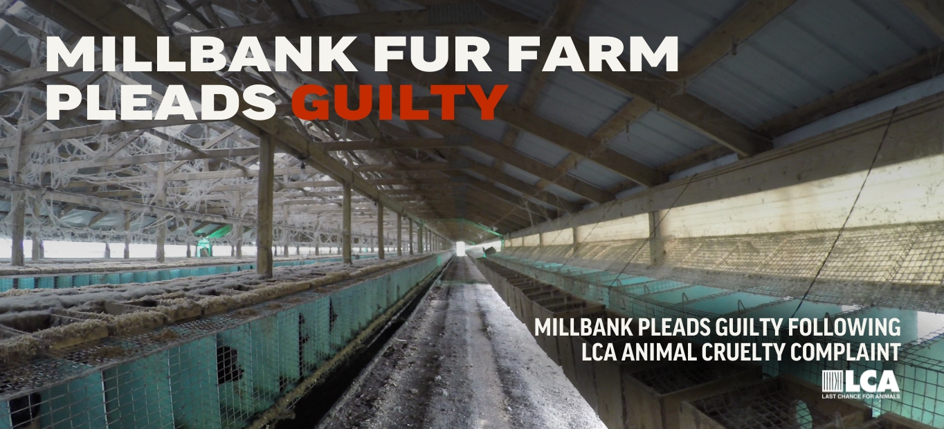 Millbank Fur Farm Pleads Guilty to Animal Cruelty Charges