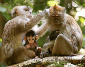 Long-tailed Mauritius macaques