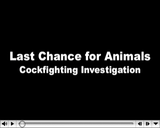 cockfighting video2
