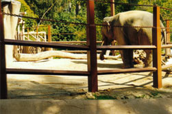 Elephants