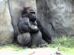 Gorilla