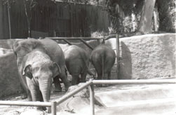 Elephants