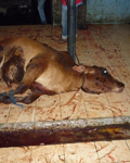 For cattle the agony may last up to 90 seconds. Terrified animals slip on the blood covered floors as they are forced to watch their companions slaughtered. There are no restraining facilities to control the panic stricken animals who are desperate to escape. Victims are dragged to the slaughter area by a hind leg hit and kicked to the ground, frequently breaking bones in the process. Video also shows slaughterers fighting to control frightened animals by slashing leg tendons, smashing knees with hammers, tail breaking, and eye gouging. One animal with a broken leg was tortured for 26 minutes before being killed. Australian steer beaten prior to roped slaughter (Photo: Animals Australia)Australian steer beaten prior to roped slaughter in Indonesia (Photo: Animals Australia)     Fully conscious trussed Australian sheep awaits throat cut (Photo: Animals Australia)Fully conscious trussed Australian sheep awaits throat cut in Kuwait (Photo: Animals Australia)  Many live sheep are bought for Halal slaughter (Halal describes what is lawful for Muslims to eat - animals must be alive when their throats are slashed). Undercover tage shows sheep being strung up with wire and forced into car trunks in sweltering heat for the journey to the buyer’s home. Once at their destination they are carried by their bound legs, which frequently break, and dropped onto the ground. They are fully conscious as their throats are cut, writhing in their own blood for over a minute before losing consciousness.  The evidence gathered against Australia's live animal export trade during investigations conducted by Animals Australia over the last eight years is damning. No amount of profit or excuses can justify Australia's continued involvement in live animal export and the abominable cruelty inflicted on animals. Join LCA and Animals Australia to help put an end to Australian live animal export.   Stories from Indonesia - Live Export Investigation WARNING: CONTAINS GRAPHIC IMAGES FOR MORE VIDEOS AND INFORMATION VISIT: ban live export     pawprint mini greenLearn more about: Rupert Murdoch & LCA's Editorial Opinions       Follow Us  icon_facebookicon_twittericon_youtubeicon_myspace  Support LCA - DONATE!  Take action and join!  African elephants are the largest land animals on Earth.    Investigations      Investigations - In the Field     Investigation Links     File an Incident Report     LCA's Most Wanted  Campaigns      Vivisections, Class B Dealers,     & Pet Theft     Ban Puppy Mills     Animals in Entertainment     Other Issues     Elephant Sanctuaries     Fur     Ban Live Export  Donate      Make a Donation     Planned Giving     Monthly Donations     Donate Your Vehicle     Matching Gifts     Other Ways to Give  About LCA      Founder's Story     Mission Statement     LCA 1980's - Present     Fighting Chance Newsletters     LCA TV     Contact     Board of Directors & Financials  Get Involved      Volunteer/Intern     Sign Up     Merchandise     Events     Links & Resources     Kids & Teens     United Seniors for Animals     Action Alerts     Print Ads     Careers  Follow Us  icon_facebookicon_twittericon_youtubeicon_myspace Privacy Policy & Opt-Out | Policies | Contact Us | Legal Info | pawprint Copyright © 2012 Last Chance for Animals. All Rights Reserved. Australian steer beaten prior to roped slaughter in Indonesia (Photo: Animals Australia)