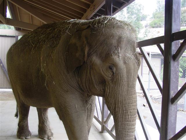 elephants memorial gita 001