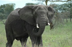 elephants wild vs captive