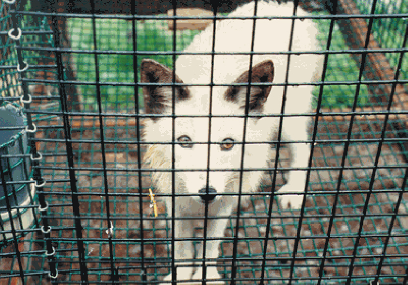 Fox in cage
