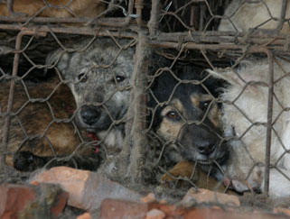 dog's in china