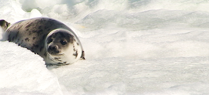 canadas bloody seal hunt header