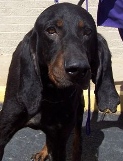 Buck after rescue from Baird's facility.