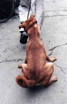 pound seizure