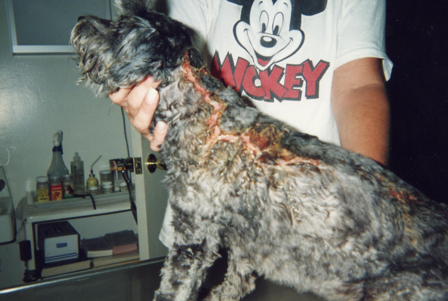 dog with scar