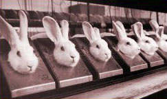 rabbits