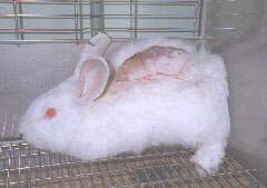 Rabbit at vivisection lab