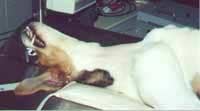 Dog in vivisection lab