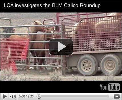 BLM Roundups Video