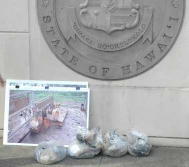 Cameras were not allowed in the courtroom however, these blown-up photos of the dogs and bags of matted hair were used as evidence of the criminal neglect at Bradley Hawaiian Puppies