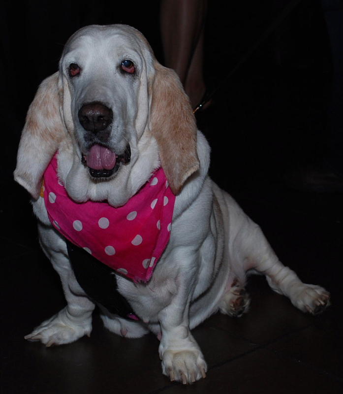 Delilah Belle – Puppy Mill Survivor
