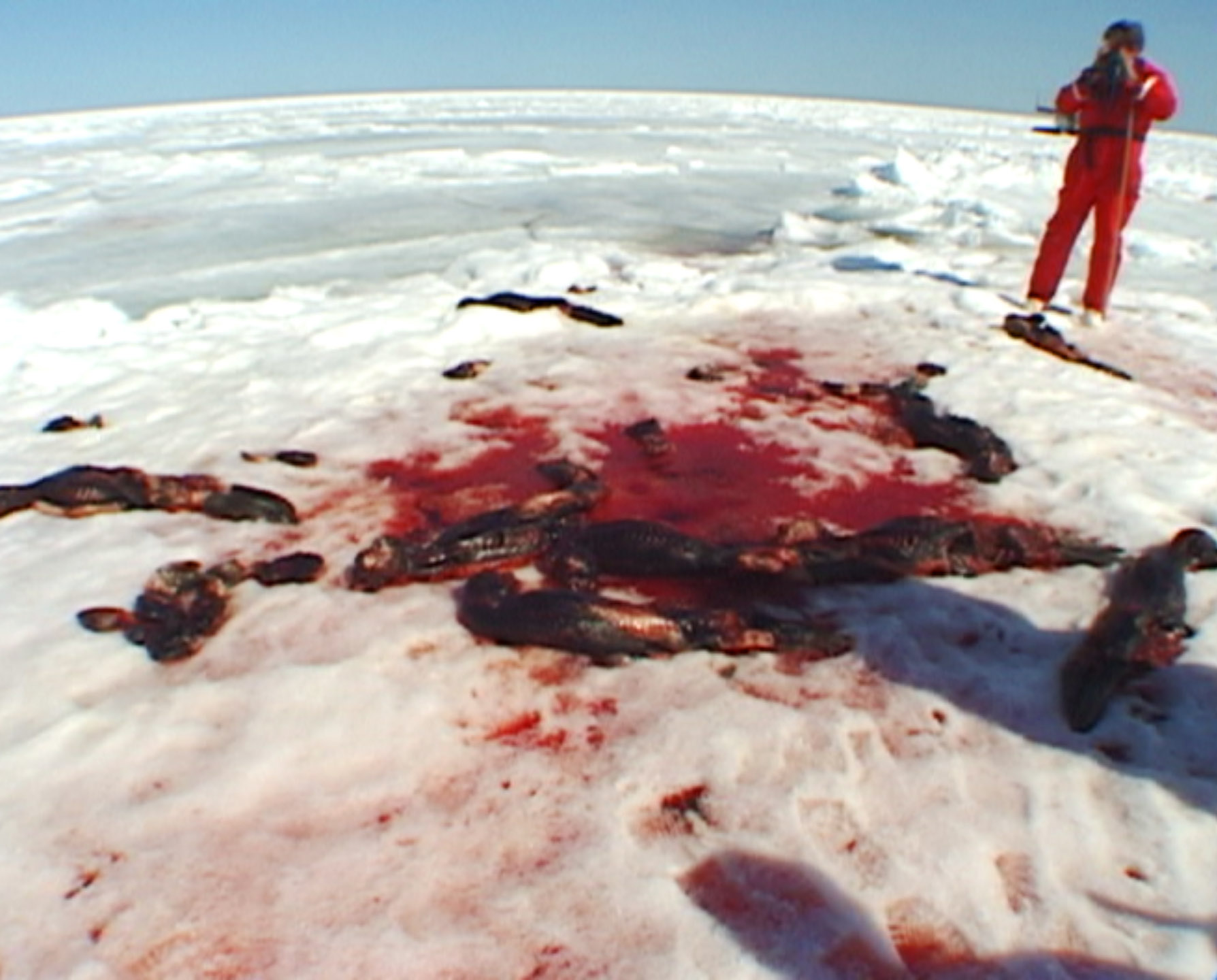 Seal Carcasses on the ice