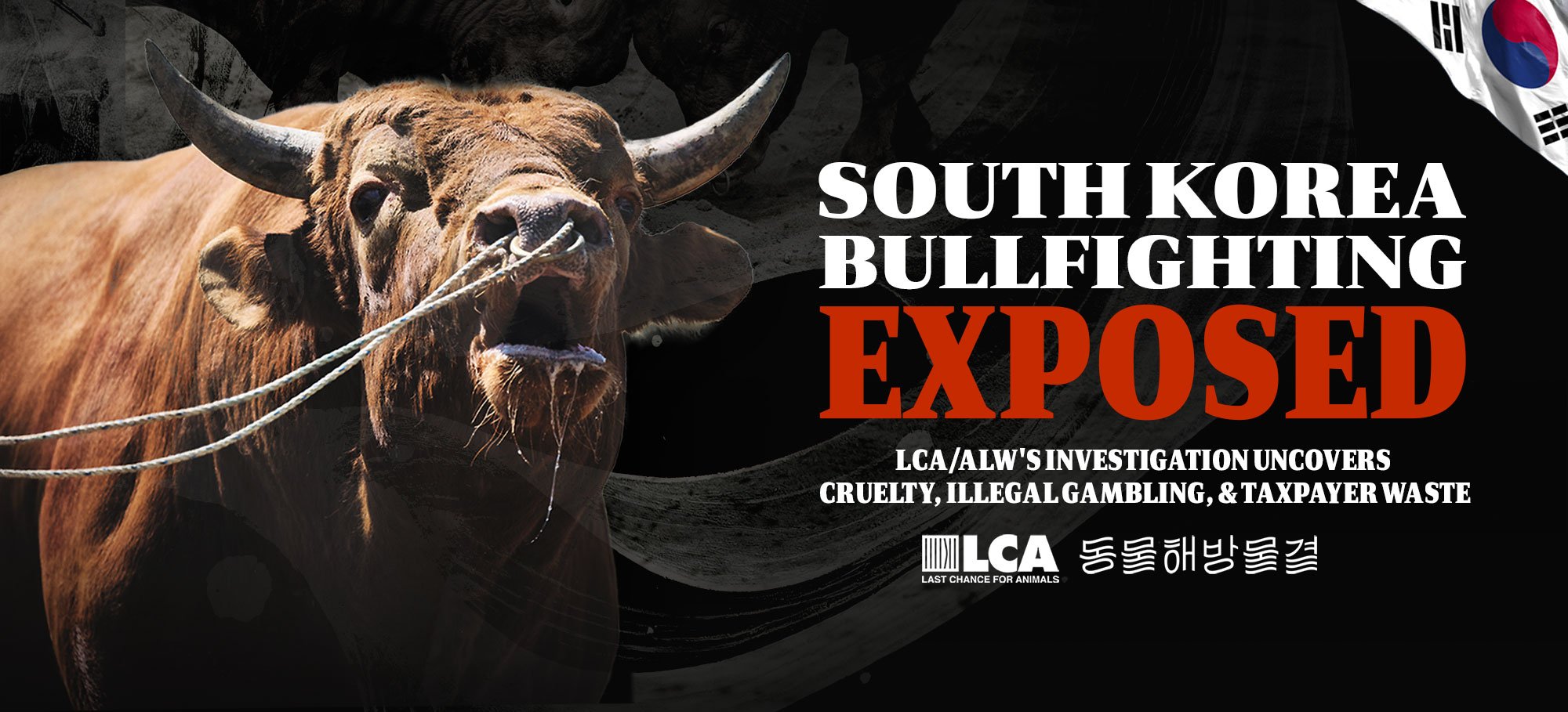 S. Korea Bullfighting Investigation