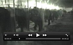 premarin video peebarns