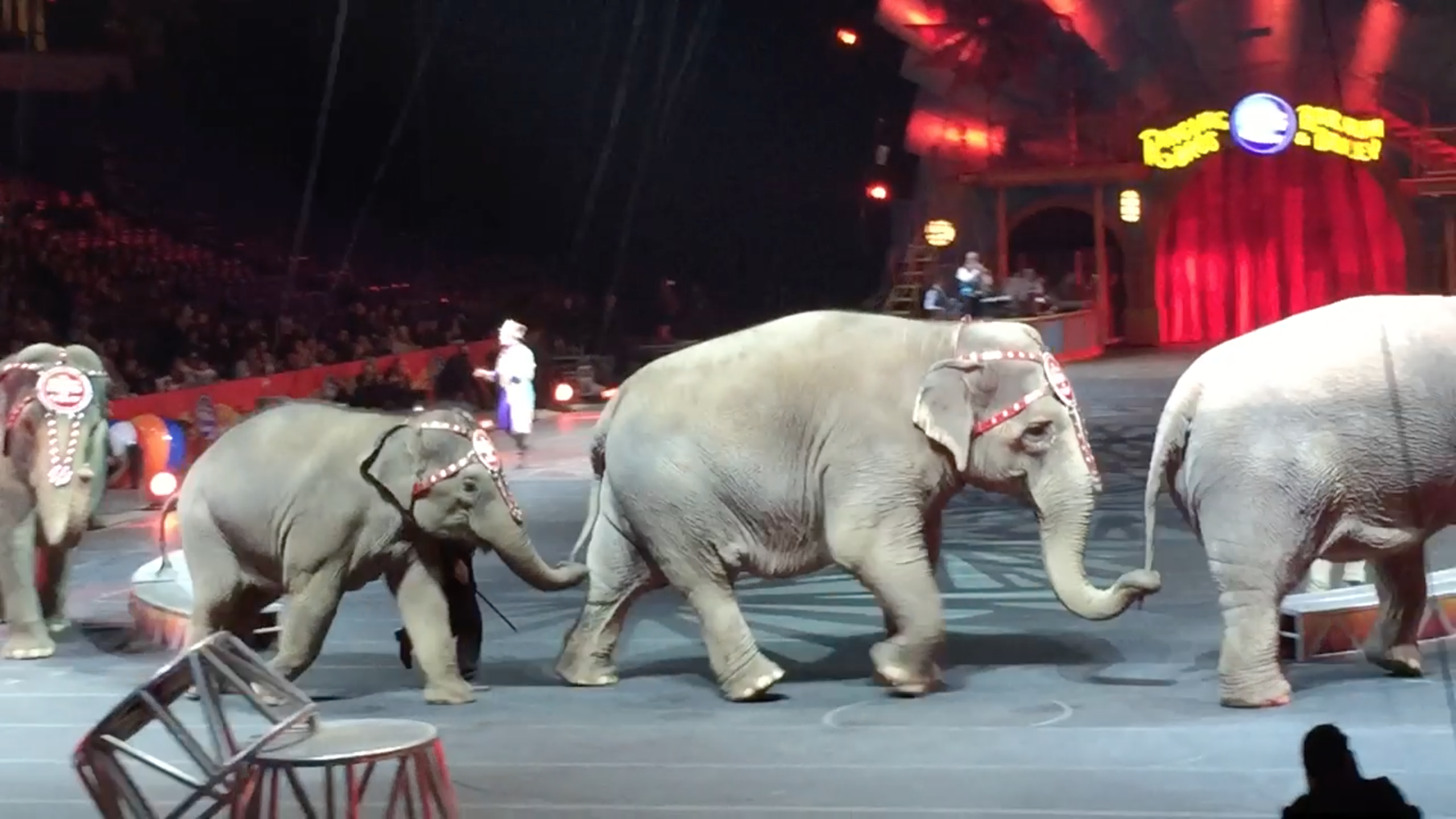 These Circuses are Still Exploiting Animals - How You Can Help - Last