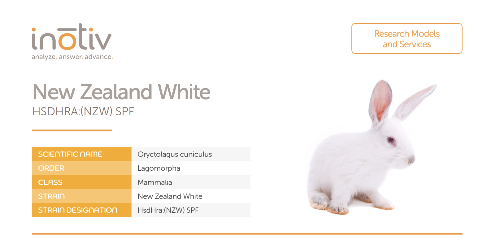 Inotiv rabbits New Zealand Whites