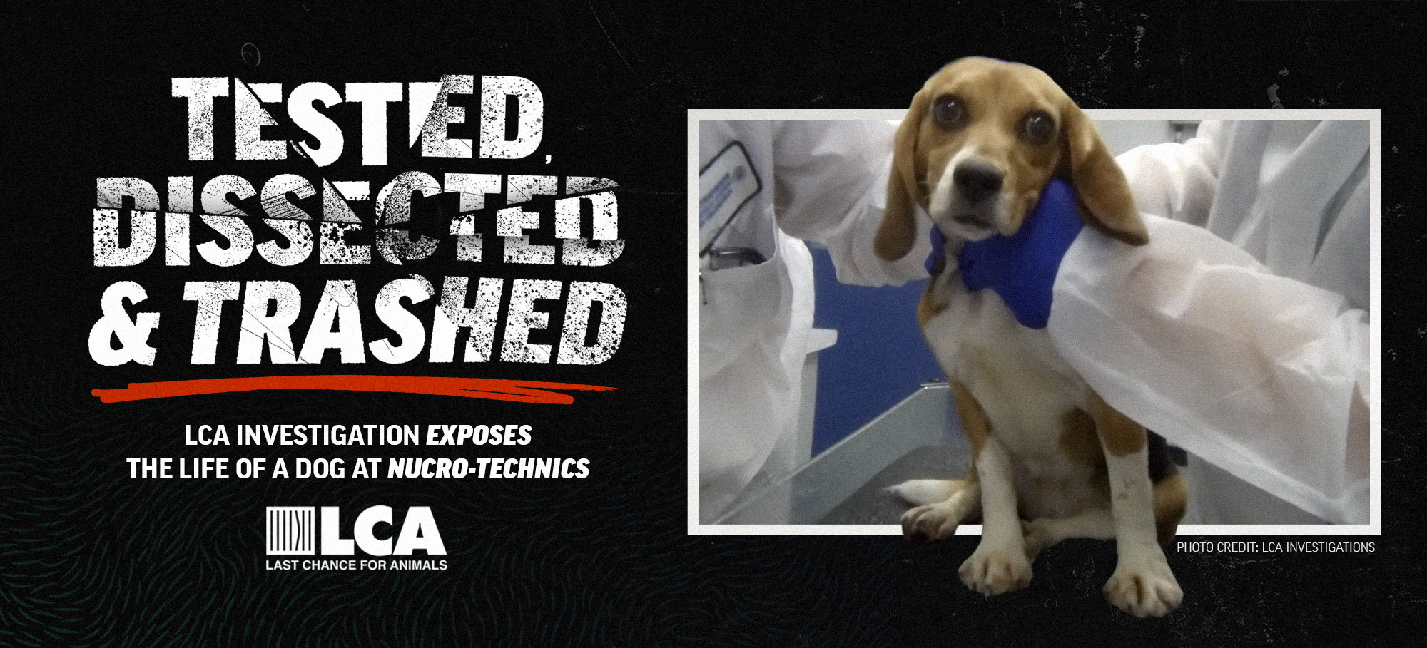 Nucro-Technics beagle investigation