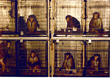 Captive macaques in a research facility (Photo courtesy of Brian Gunn)