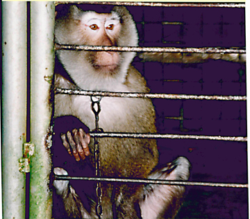 Macaque in testing facility (Photo courtesy of Brian Gunn)