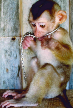 Baby macaque in research facility (Photo courtesy of Brian Gunn)