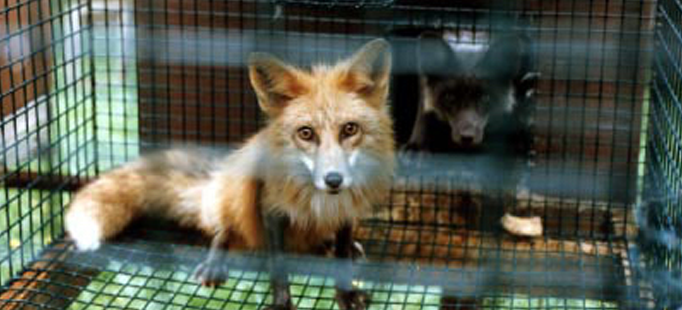 Opinion: A call to end fur farms and stop cruelty to foxes, minks and other  animals