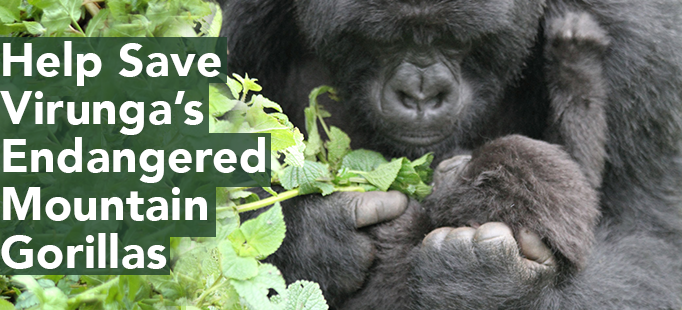 gorilla header 6.2019