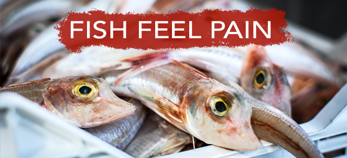Fish Feel Pain. Now What?