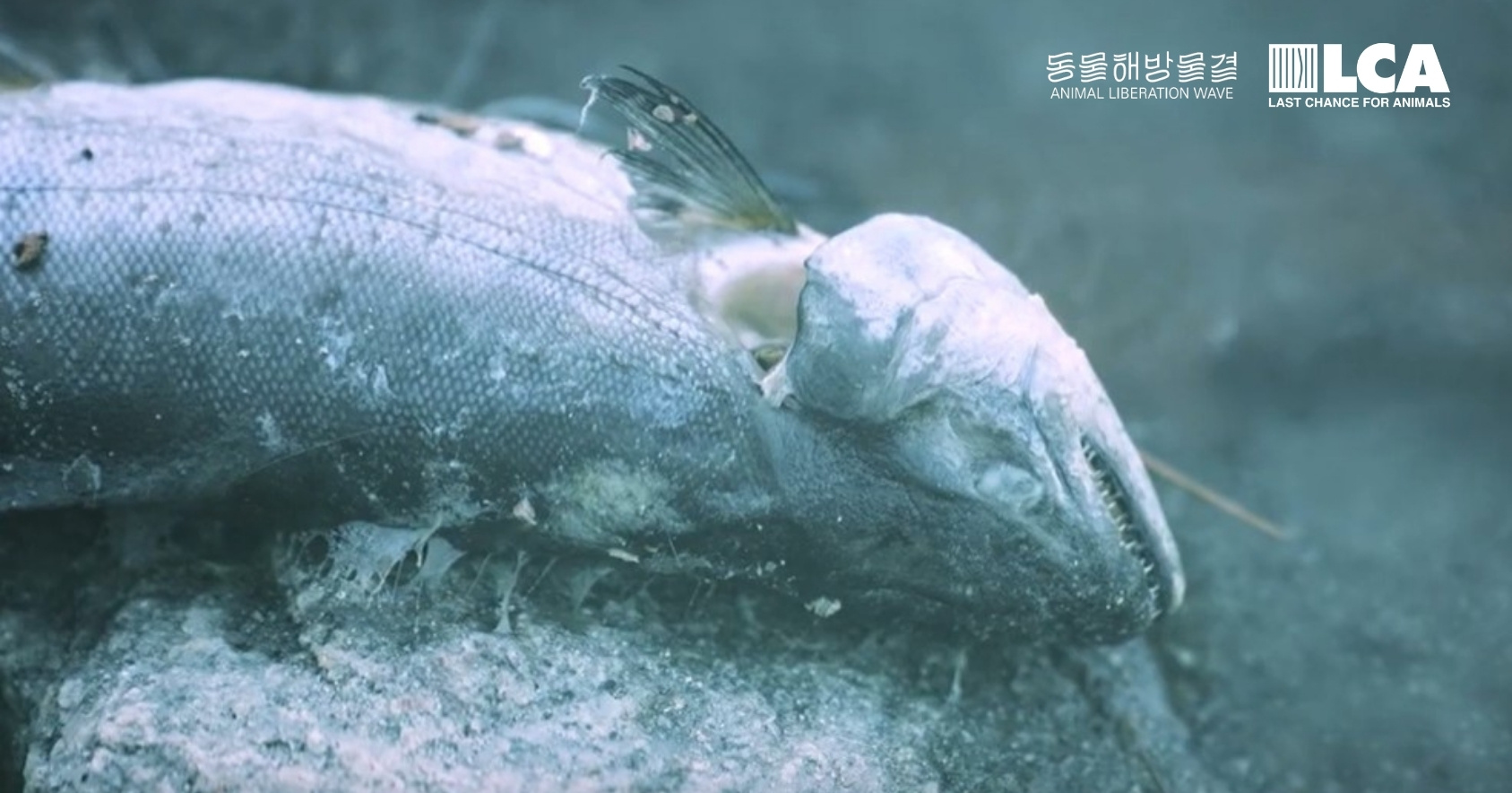 Rotting fish