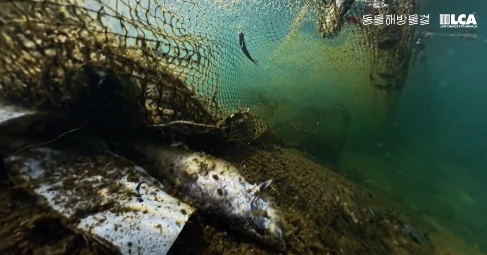 Rotting fish