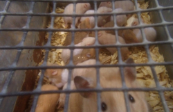 Hamster Breeding Mill Investigation