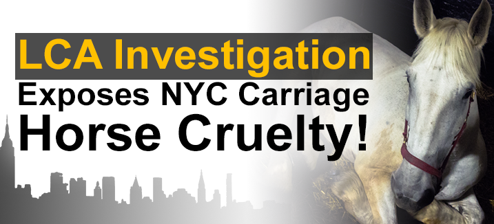 NYC launches new campaign to outlaw horse-drawn carriages as inhumane