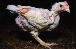 First-Ever Investigation into South Korea's Chicken Farms
