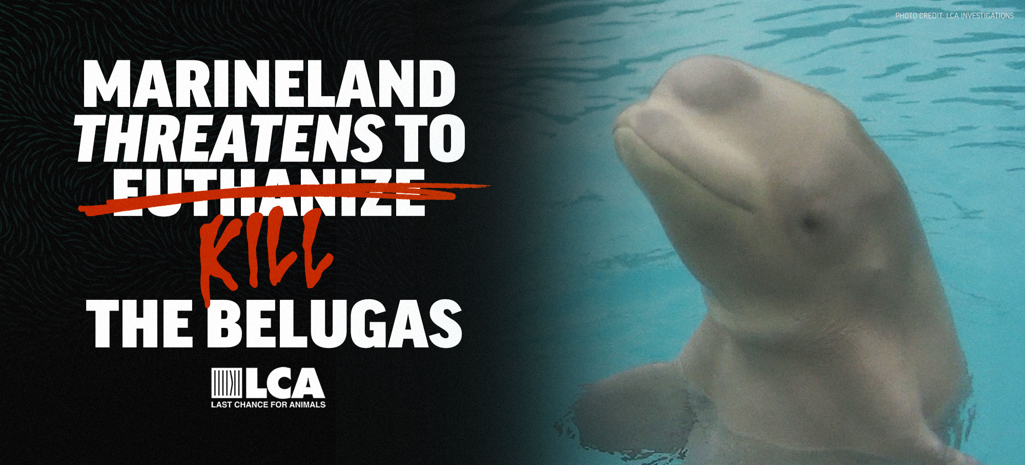 Marineland Threatens to Kill Belugas