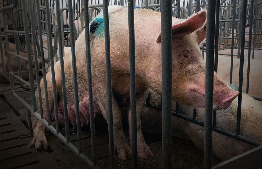 More Abuse on Italian Pig Farms