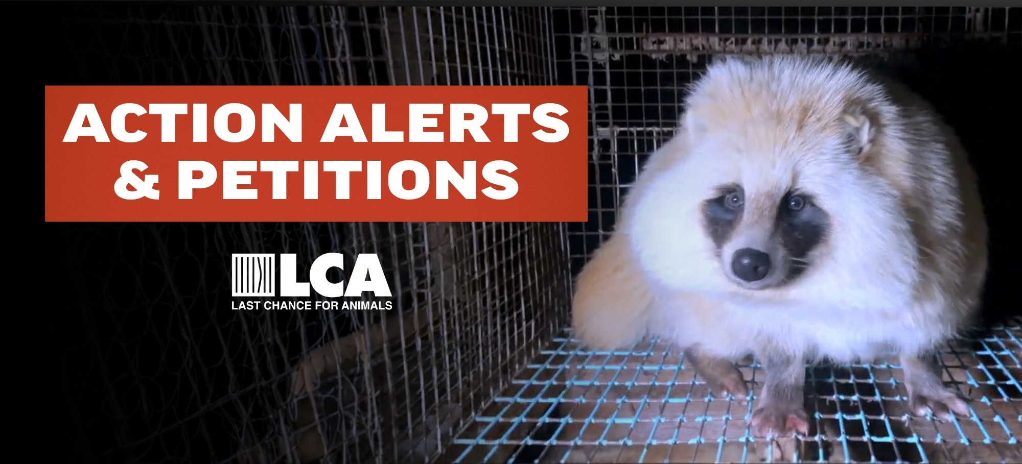 action alerts and petitions