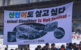 Animal Slaughter is Not a Festival