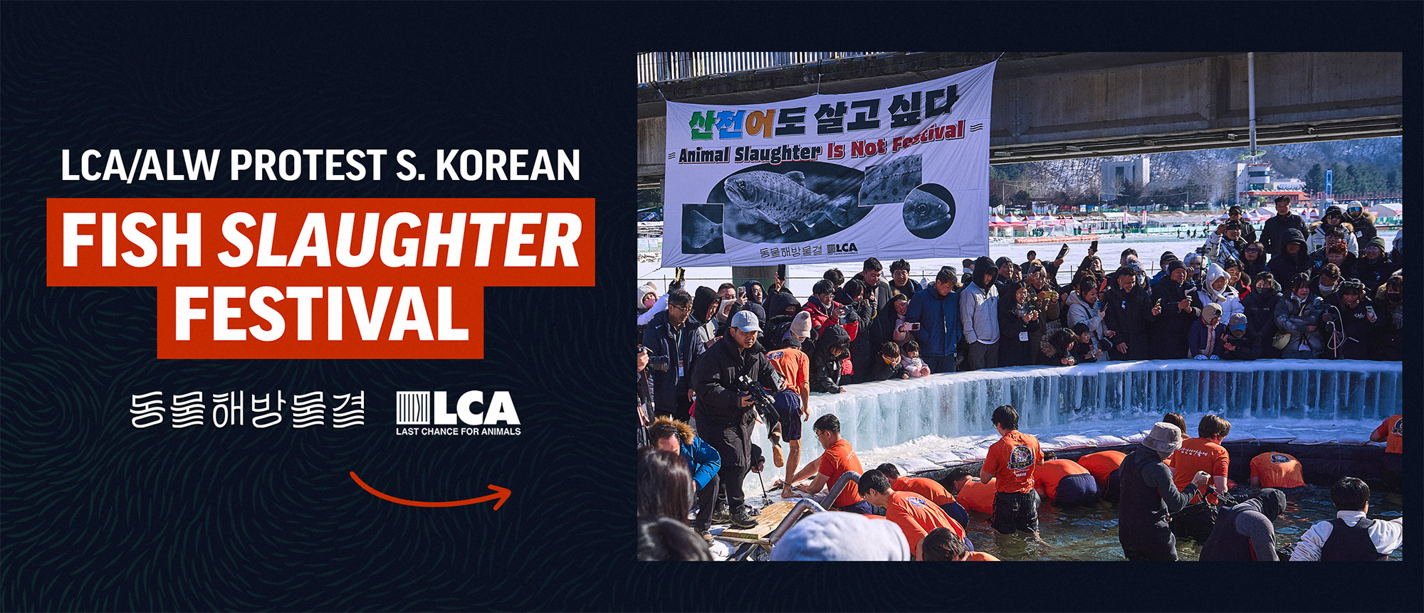 fish festival skorea 2025 website