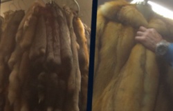 BUSTED! California Illegal Fur Sales